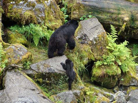 The Best Things to Do in the Tongass National Forest | ALASKA.ORG