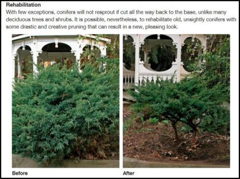 Juniper Shrubs Pruning