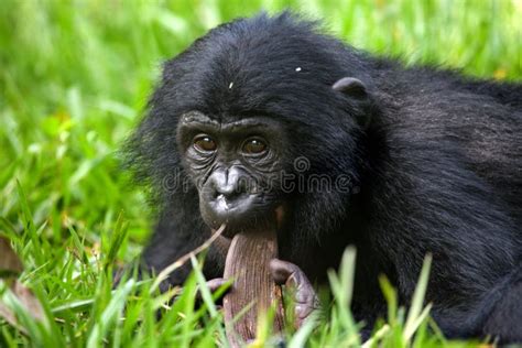 Portrait of a Baby Bonobo. Democratic Republic of Congo. Lola Ya BONOBO ...