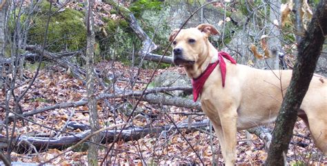 Hike like a dog - recreation with man’s best friend | Adirondack Experience