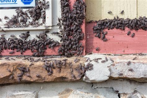 Why Do I Have Boxelder Bugs In My House?