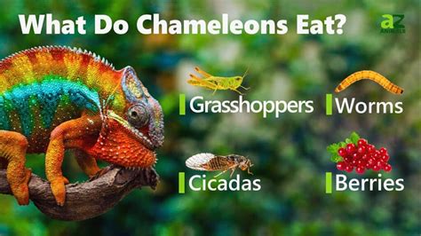 Chameleon - A-Z Animals