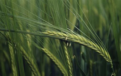 Download Nature Wheat HD Wallpaper