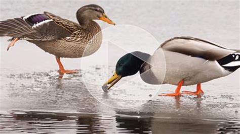 “Onondaga Lake: An Important Stop for Birds on an Impressive Journey” | Onondaga Lake Cleanup