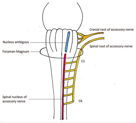 Surgical Neurology International