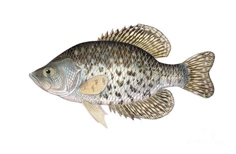 Illustration Of A Black Crappie by Carlyn Iverson