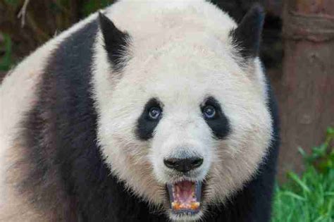 What Are Pandas Predators? (The 5 Deadliest Predators)