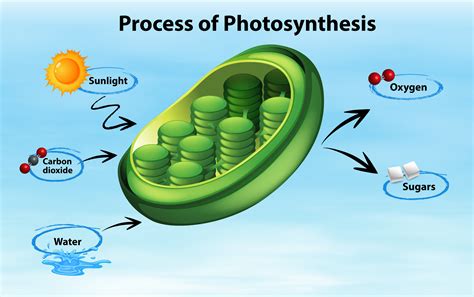 Saiba mais sobre a fase fotoquímica da fotossíntese | AgriScience | O mundo das plantas