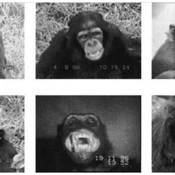 Examples of chimpanzee facial expressions. Top row from left to right:... | Download Scientific ...