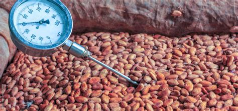 Foto de Workers use to measure the temperature of the fermented cocoa ...