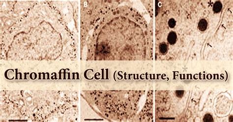 Chromaffin Cell (Structure, Functions) - Assignment Point