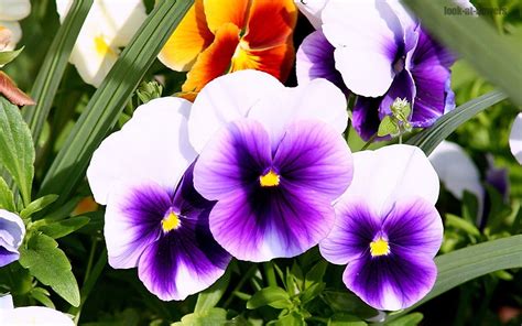Pansy flower|Pictures of flowers