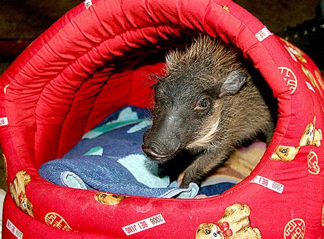 Hakunah Matata: A Cute Baby Warthog Means No Worries - Baby Animal Zoo