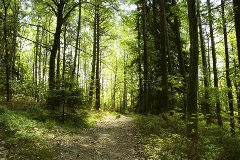 Sunny forest stock image. Image of natural, leaves, astray - 31426473