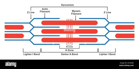 Sarcomere Diagram Myosin Actin