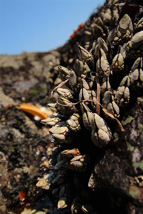 Gooseneck Barnacles Three Photograph by Nicholas Miller