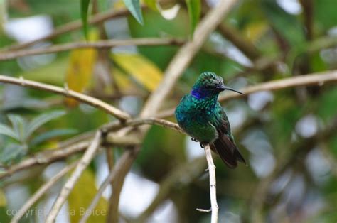 Hummingbirds of Panama | The Accidental Birder