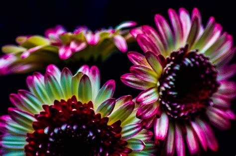 Rainbow Sunflowers Photograph by Gerald Kloss