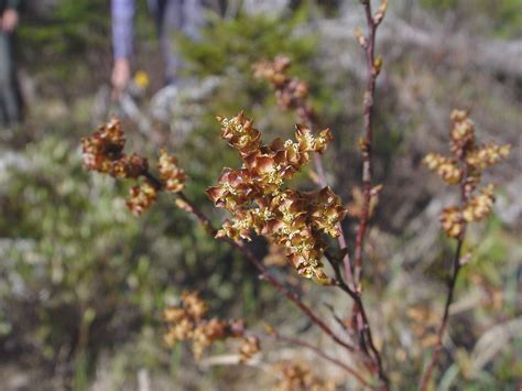 Myrica gale (sweetgale): Go Botany