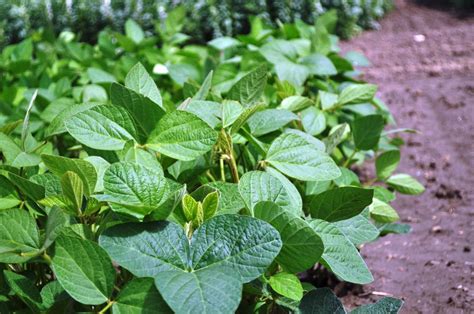 Soybeans for Producers - Alberta Pulse Growers