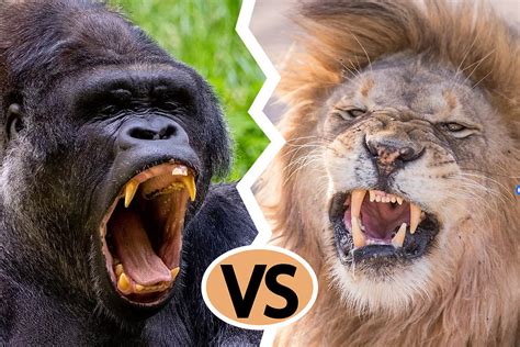 Gorilla vs Lion