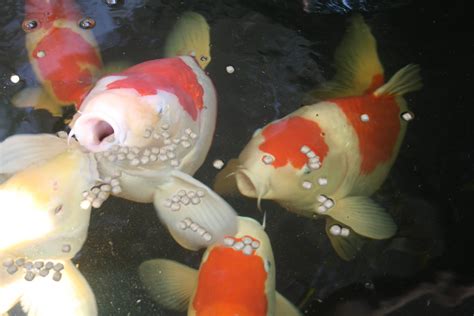 Feeding Koi - How much to feed and at what temperatures - Optimum Koi