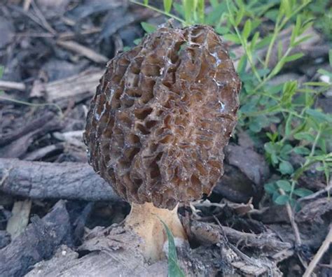 Morchella esculenta, Morel, identification