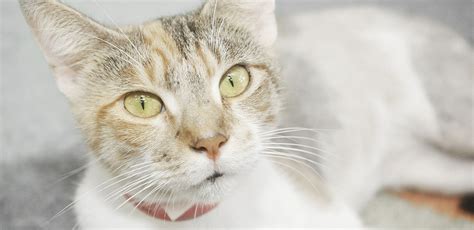 Cats | HSTB | Humane Society of Tampa Bay