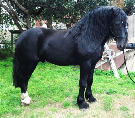 Percheron Draft Horse Info, Origin, History, Pictures