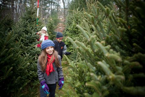 Long Island Christmas Tree Farm Guide 2016