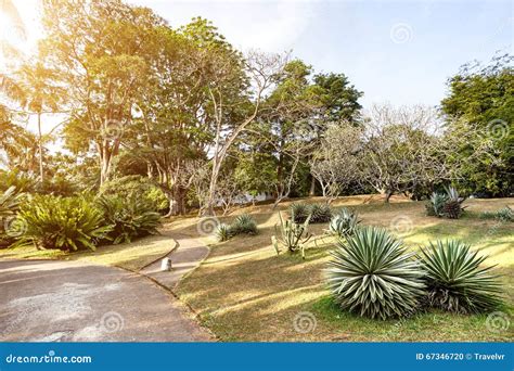 Tropical gardens stock photo. Image of lanka, peradeniya - 67346720