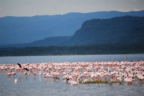 Lake Nakuru, Kenya