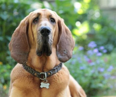 Top 15 Scent Hound Breeds | Scent or Smells Experts