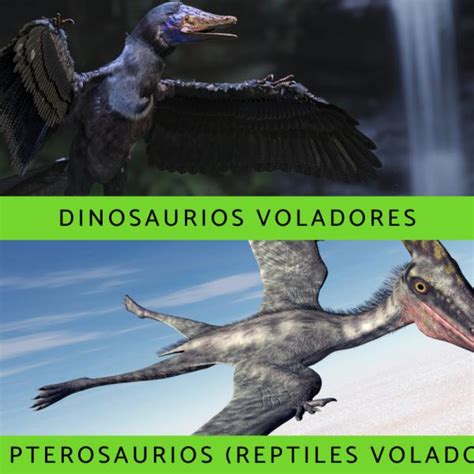 Los 5 Tipos de Dinosaurios Voladores con Nombres e Imágenes - Mascotas ...