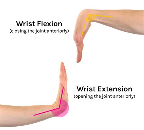 Wrist Flexion And Extension