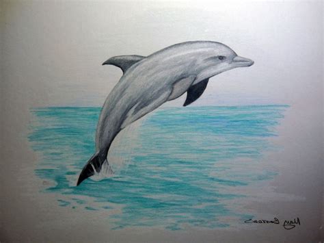 Dolphin Pencil Drawing Drawing Art Library - 1024x768 - jpeg | Dolphin ...