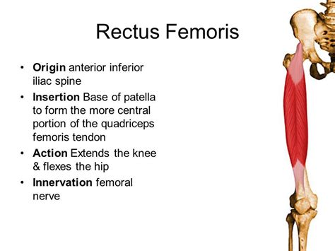 rectus femoris origin and insertion - Google Search | Muscle anatomy, Massage therapy ...