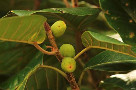 Banyan tree facts and health benefits