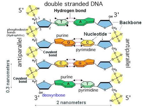 Diagram Of Dna Backbone : Schematic Chemical Model Of Pna And Dna Molecules Showing The Download ...