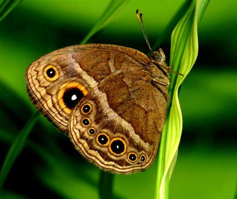 Butterfly 'eyespots' add detail to the story of evolution