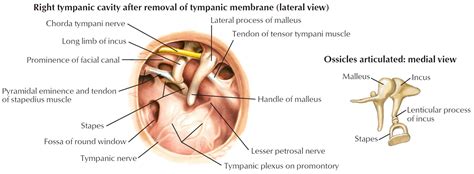 Ear Drum Anatomy, Causes, Diagnosis & Treatment for Busted Ear Drum