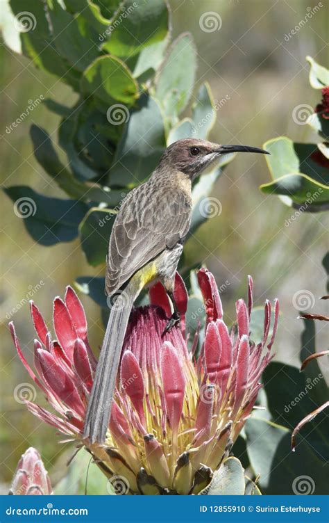 Sunbird in Africa stock photo. Image of reserve, protea - 12855910