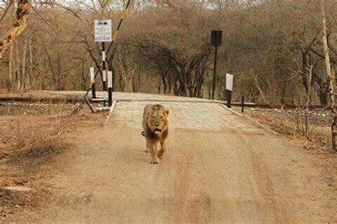 The Forest Of Girnar, Girnar Safari Booking | by Gir National Park | Medium