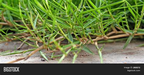 Carpet Grass Image & Photo (Free Trial) | Bigstock