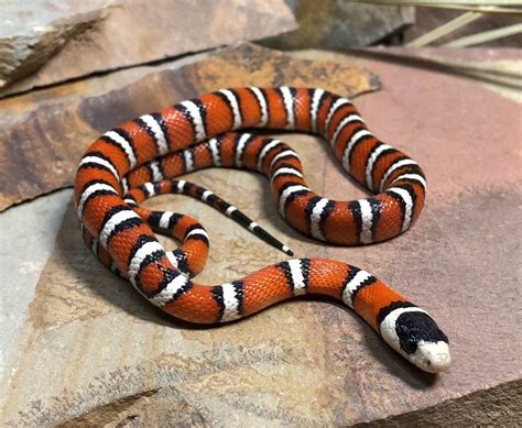 Arizona Mountain Kingsnake Facts, Description, Diet, and Pictures