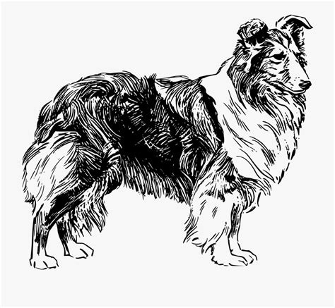 drawing of a sheep dog - Clip Art Library