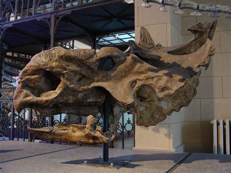 Pachyrhinosaurus (meaning "thick-nosed lizard") is an extinct genus of ...