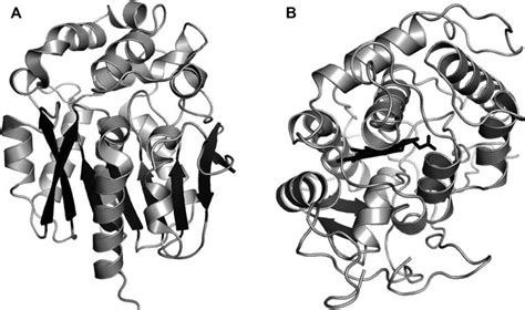 2 Structures of enzymes degrading blister agents. (A) A haloalkane ...