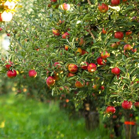 Dwarf Gala Apple Trees for Sale | BrighterBlooms.com