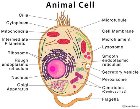 Animal Cell – Structure, Parts, Functions, Types With Diagram
